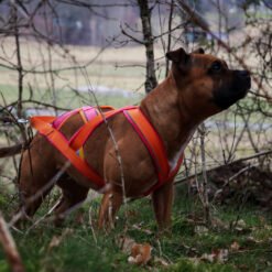 BARR Dragsele Ziggy rosa orange 1