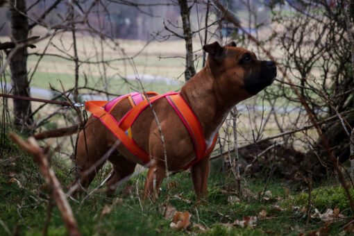 BARR Dragsele Ziggy rosa orange 1