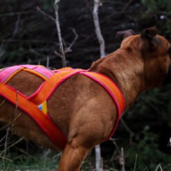 BARR Dragsele Ziggy rosa orange 2