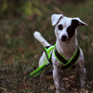 Barr kombisele stigert för hund 1