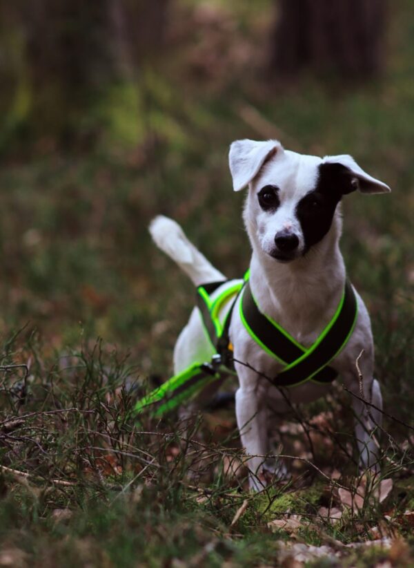 Barr kombisele stigert för hund 1