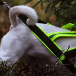Barr kombisele stigert för hund 2