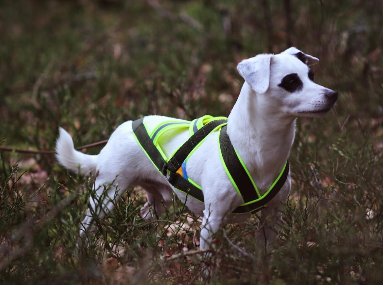 Barr kombisele stigert för hund 5