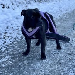 Barr wp dw sele för hund 4