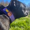 Barr hundhalsband Yvonne i fleece 1