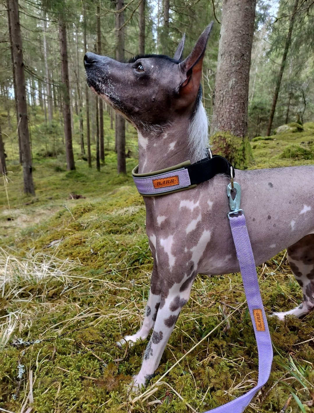 Hundhalsband i softshell - Bild 3