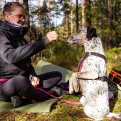 Hundmöten - Workshop
