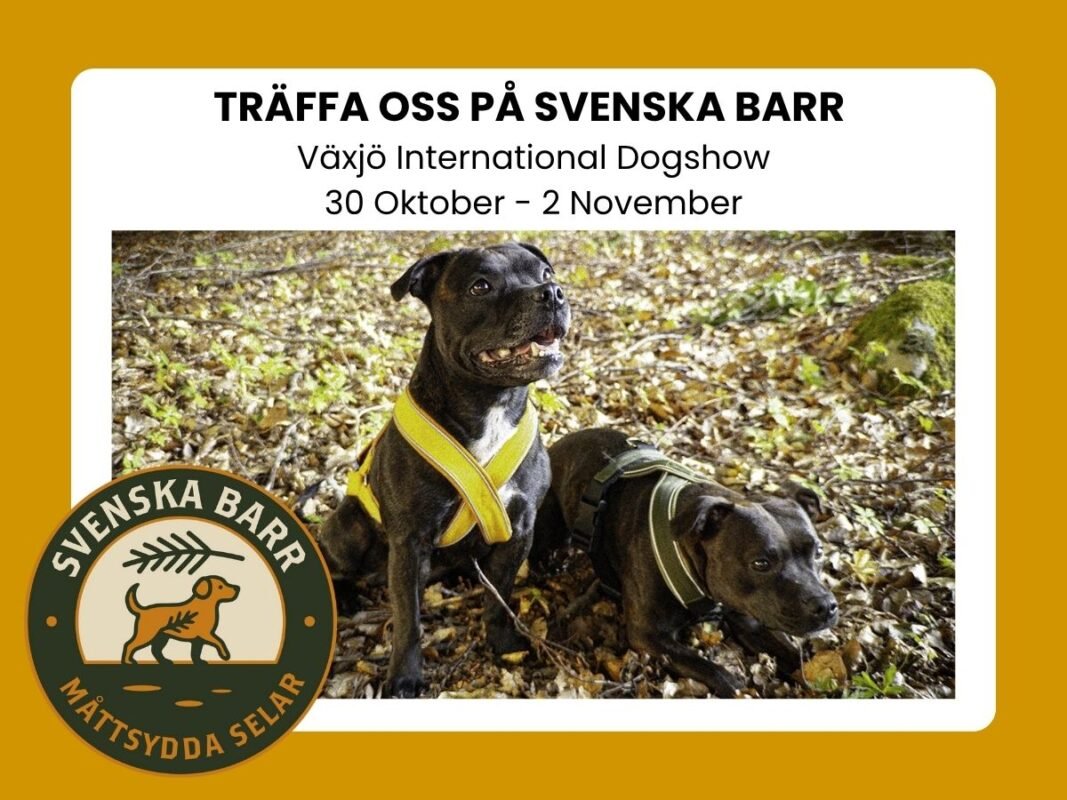 Två staffar i skogen med måttsydda selar från Svenska Barr