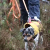 Liten hund i gul väst och sele spårar fokuserat genom tät vegetation.