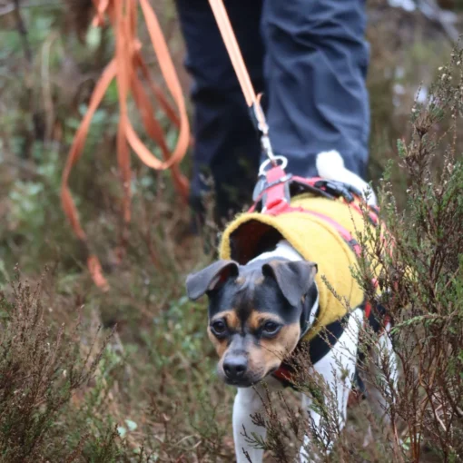 Liten hund i gul väst och sele spårar fokuserat genom tät vegetation.