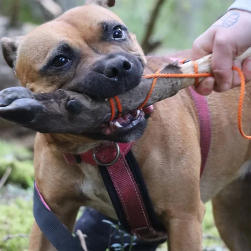 Hund i sele håller stolt ett klövvilt i munnen under viltspårsträning.