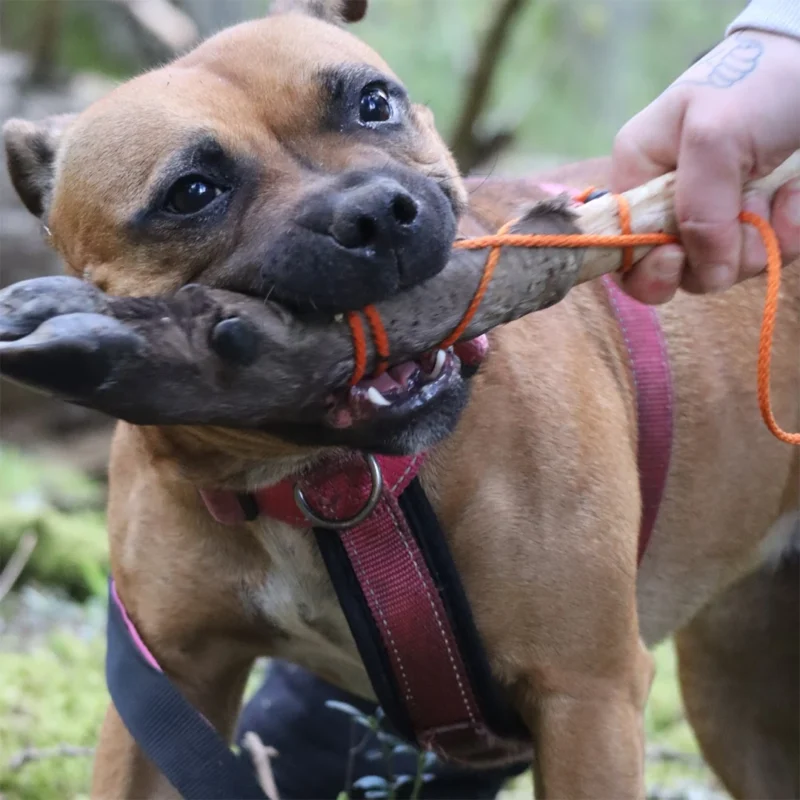 Hund i sele håller stolt ett klövvilt i munnen under viltspårsträning.