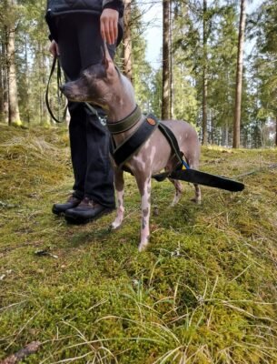 Universalsele - Fast storlek