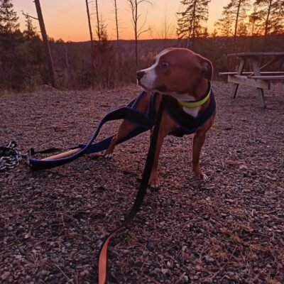 Hund i Drag Weight-sele som tränar utomhus i solnedgång