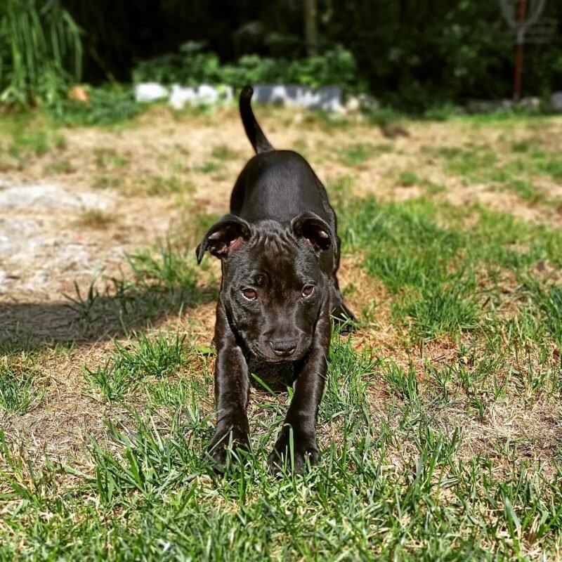 Valp som leker i gräset under träning och socialisering