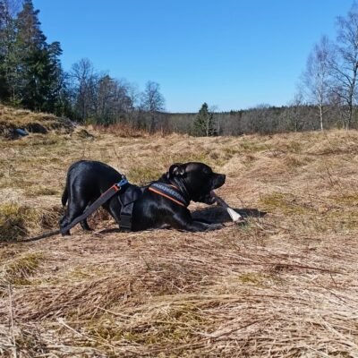 Hund i sele under viltspår för nybörjare på öppet fält