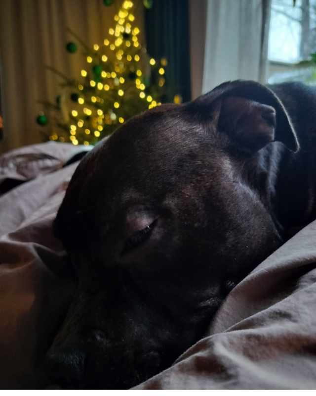 Sovande hund framför julgran med varma ljus