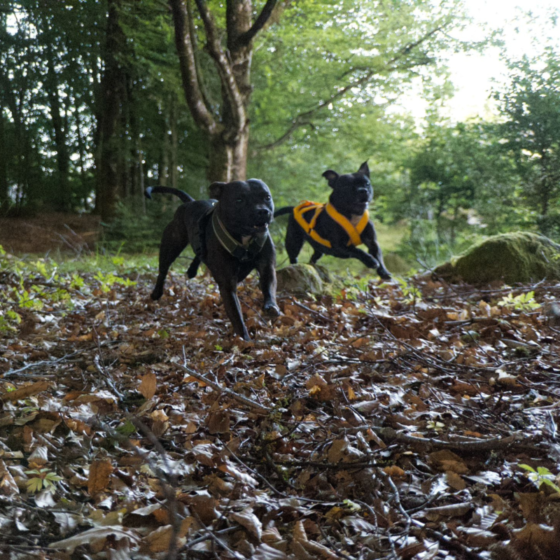 Två hundar i sele som springer genom skogen under fysträning