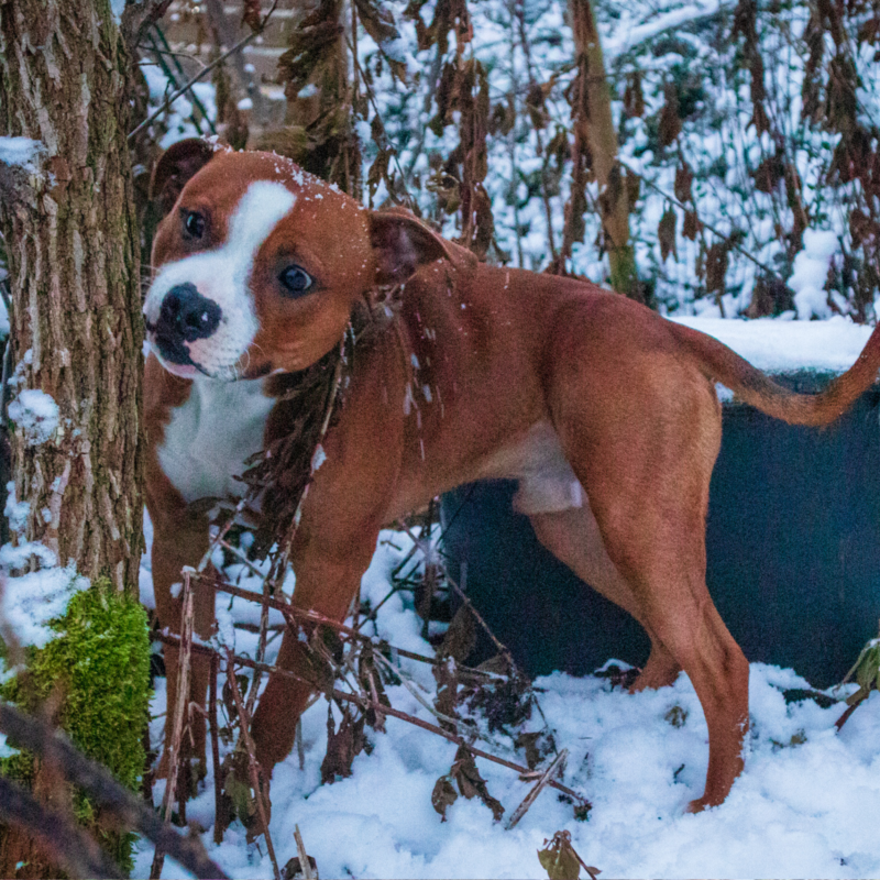 Hund som leker i snön och utforskar buskar i vintermiljö