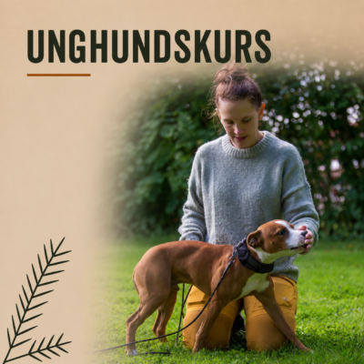 Unghundskurs – utveckla vardagslydnaden