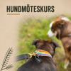 Hundmöteskurs – lugnare och tryggare promenader