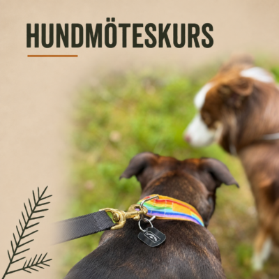 Hundmöteskurs – lugnare och tryggare promenader