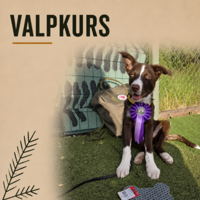 Valpkurs - start 11 aug